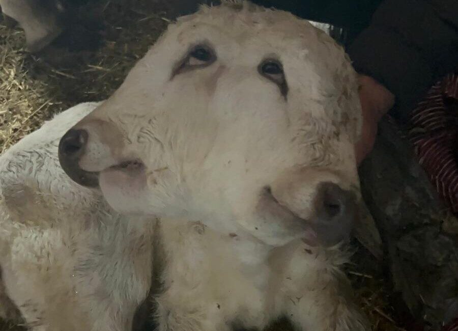 Erzurum’un Şenkaya’ya ilçesine bağlı Beşpınarlar Mahallesinde çift başlı buzağı dünyaya