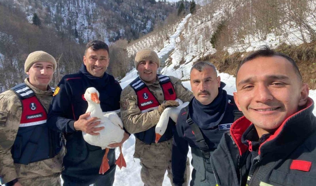 Ordu’da yaşlı bir kadının beslediği kazları kayboldu. Kazlar üç gün