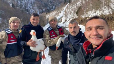 Ordu’da yaşlı bir kadının beslediği kazları kayboldu. Kazlar üç gün