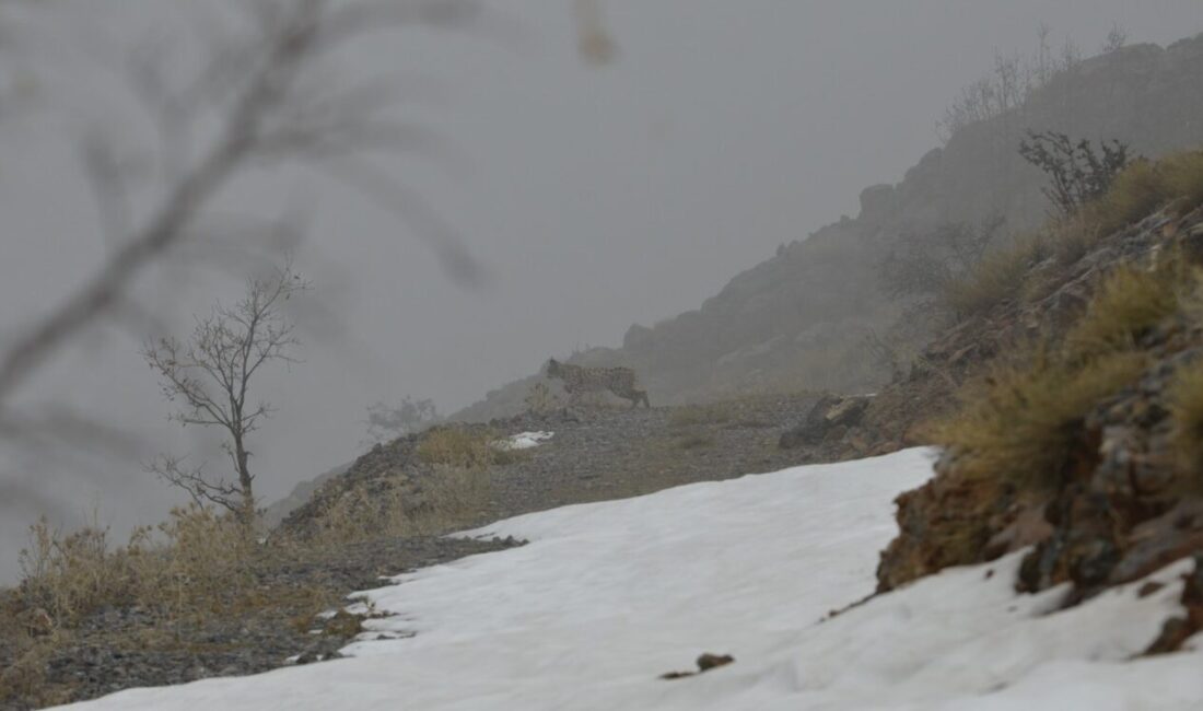 Erzincan’ın Kemaliye ilçesi sınırları içerisinde doğal yaşamını sürdüren yaban hayatı