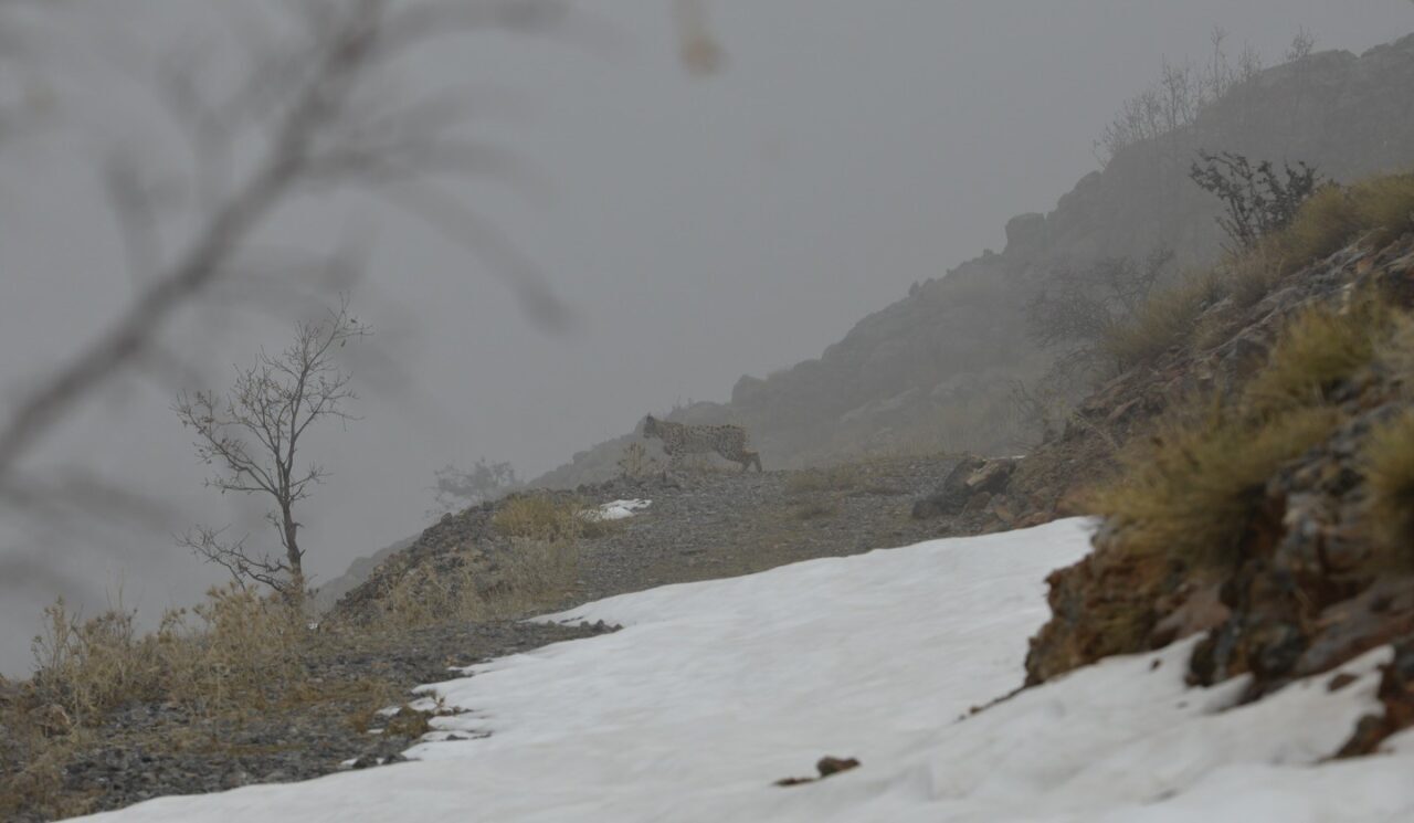 Erzincan’ın Kemaliye ilçesi sınırları içerisinde doğal yaşamını sürdüren yaban hayatı