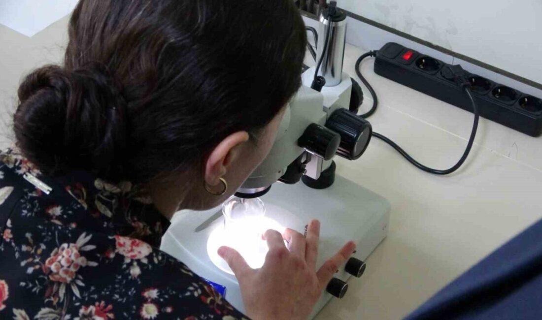 Karadeniz Teknik Üniversitesi’nde (KTÜ) geliştirilen yeni nesil antikanser bileşikleri, kolorektal