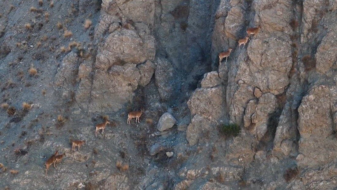 Erzincan’ın doğal zenginlikleri arasında önemli bir yere sahip olan yaban