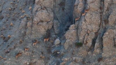 Erzincan’ın doğal zenginlikleri arasında önemli bir yere sahip olan yaban