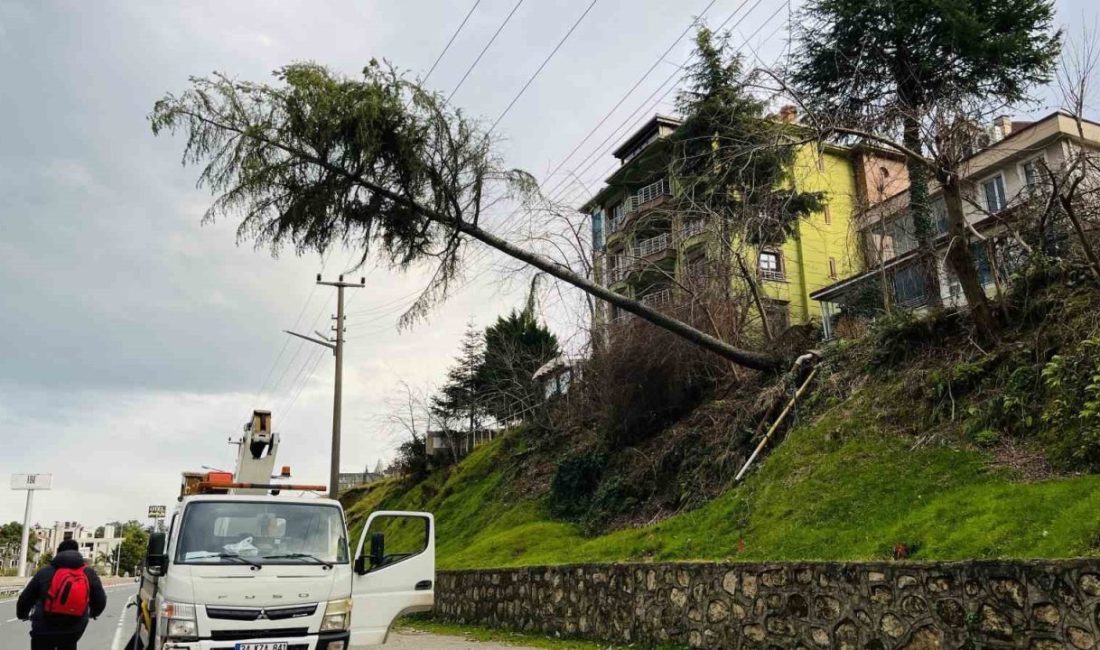 Ordu’nun Ünye ilçesinde şiddetli rüzgar nedeniyle kökünden sökülen çam ağacı,
