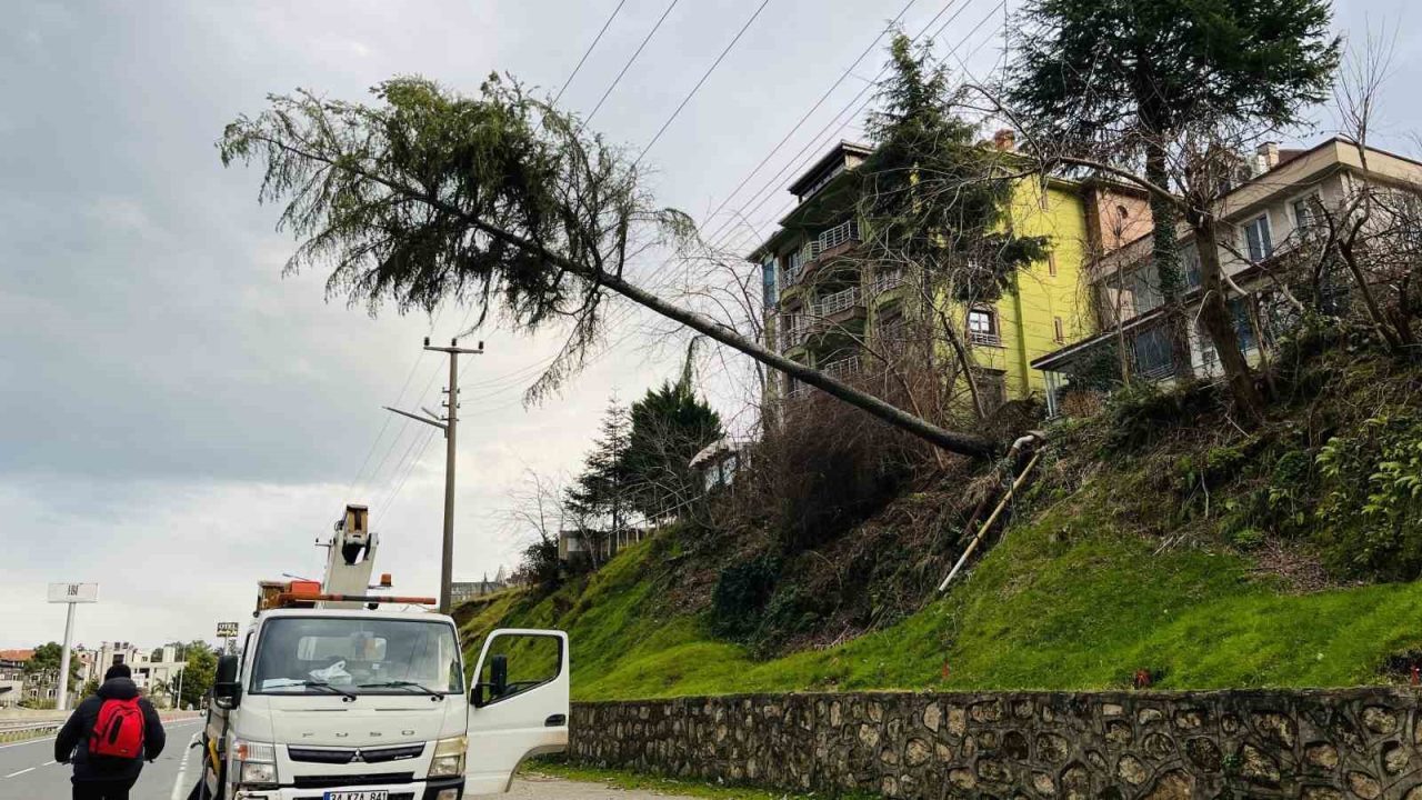 Ordu’nun Ünye ilçesinde şiddetli rüzgar nedeniyle kökünden sökülen çam ağacı,
