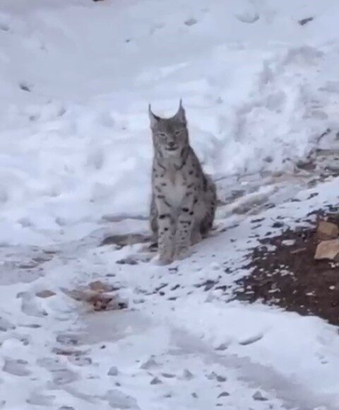 Gümüşhane’nin Şiran ilçesine bağlı Gökçeler köyünde nesli tehlike altında bulunan
