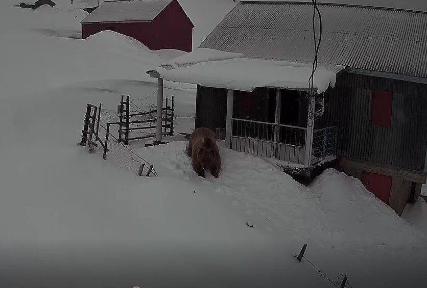 Trabzon ve Giresun sınırındaki 2 bin 200 rakımlı Sis Dağı