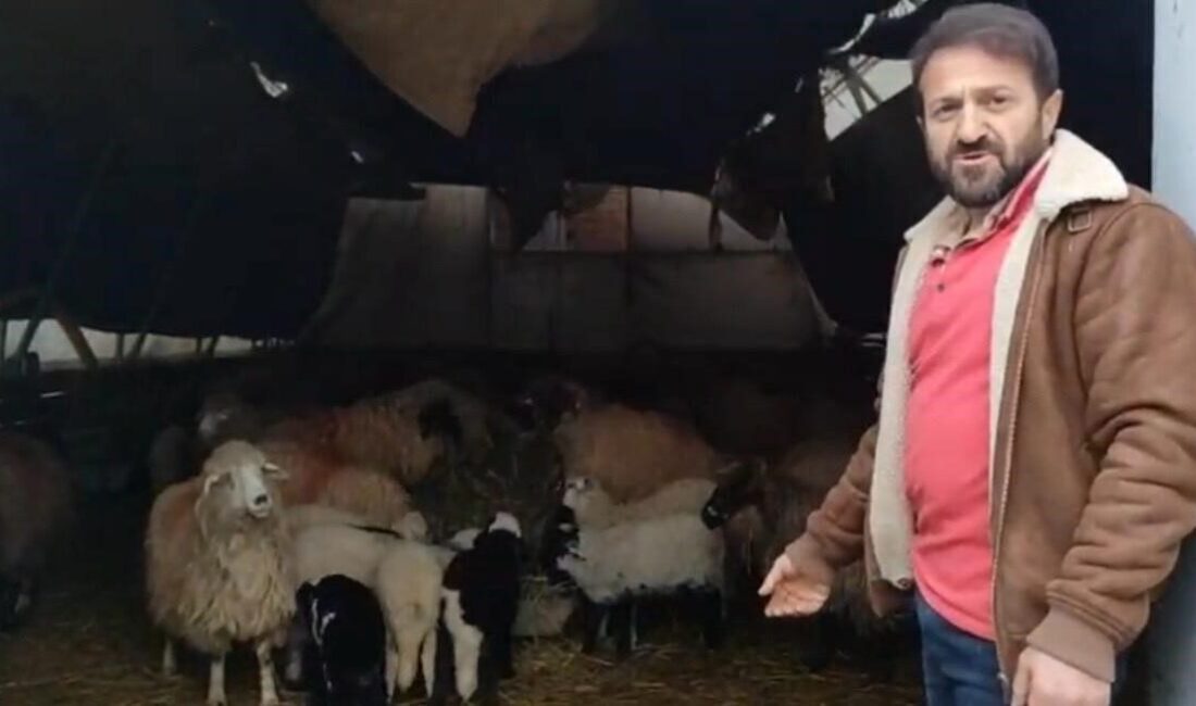 Trabzon’un kırsal bir mahallesinde ağıldan çıkan koyunlar, park halindeki minibüsün