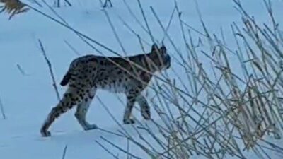 Bayburt merkeze bağlı Sırakayalar köyünde karlı arazide dolanan bir vaşak