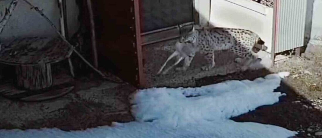 Bayburt’un Kurbanpınar köyünde bir vaşağın tavşan avladığı anlar güvenlik kamerasına