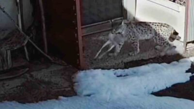 Bayburt’un Kurbanpınar köyünde bir vaşağın tavşan avladığı anlar güvenlik kamerasına