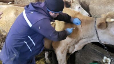 Bayburt’un Demirözü ilçesinde büyükbaş hayvanlara yönelik ilkbahar dönemi şap ve