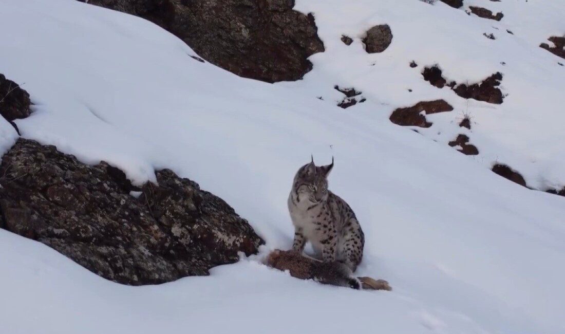 Erzincan’ın Refahiye ilçesinde, nesli tükenme tehlikesi altında bulunan vaşak, avladığı