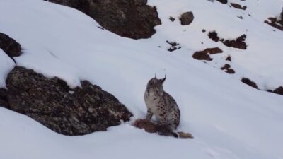 Erzincan’ın Refahiye ilçesinde, nesli tükenme tehlikesi altında bulunan vaşak, avladığı