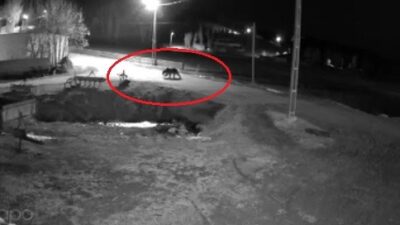 Kış uykusundan uyanan ayılar Bayburt’un köylerinde yiyecek aradı
