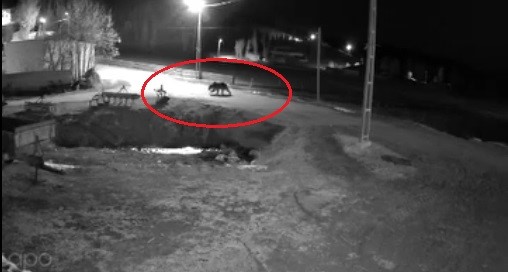 Kış uykusundan uyanan ayılar Bayburt’un köylerinde yiyecek aradı