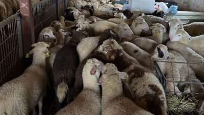 Bayburt’un Aydıntepe ilçesinde şap hastalığına yönelik NSP ve bağışıklık sero-sürveyans