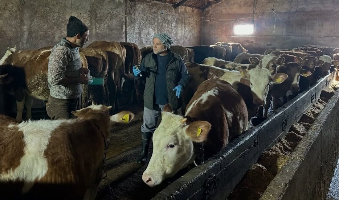 Bayburt’un Aydıntepe ilçesinde, 2026 yılı ilkbahar dönemi kapsamında büyükbaş hayvanlara