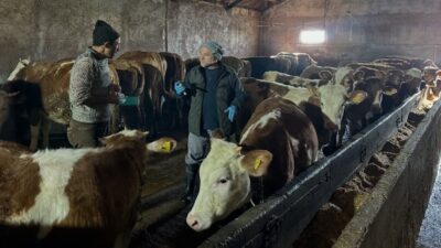 Bayburt’un Aydıntepe ilçesinde, 2026 yılı ilkbahar dönemi kapsamında büyükbaş hayvanlara