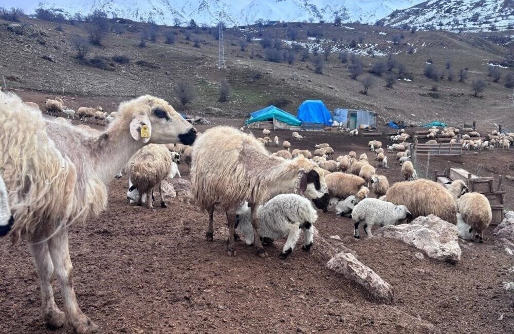 Tarım ve Orman Bakanlığınca hayvancılığın geliştirilmesi, küçükbaş hayvan varlığının artırılması