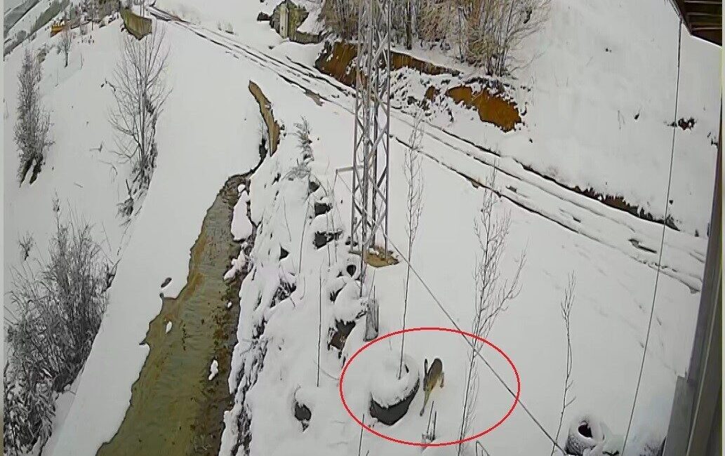 Bayburt’ta yerleşim alanına kadar inen bir kurdun tavşanı kovaladığı anlar