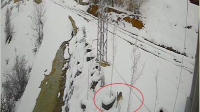 Bayburt’ta yerleşim alanına kadar inen bir kurdun tavşanı kovaladığı anlar