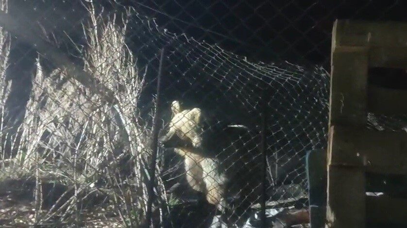 Bayburt’ta şantiye sahasına yiyecek aramak için gelen bir ayı, vatandaşın
