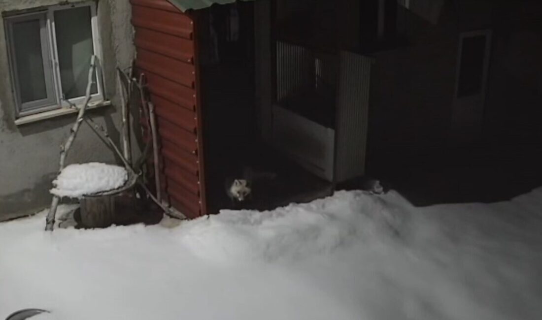 Bayburt’un Kurbanpınar köyünde daha önce vaşağın tavşan avladığı evin bahçesinde