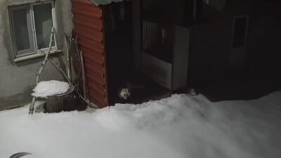 Bayburt’un Kurbanpınar köyünde daha önce vaşağın tavşan avladığı evin bahçesinde