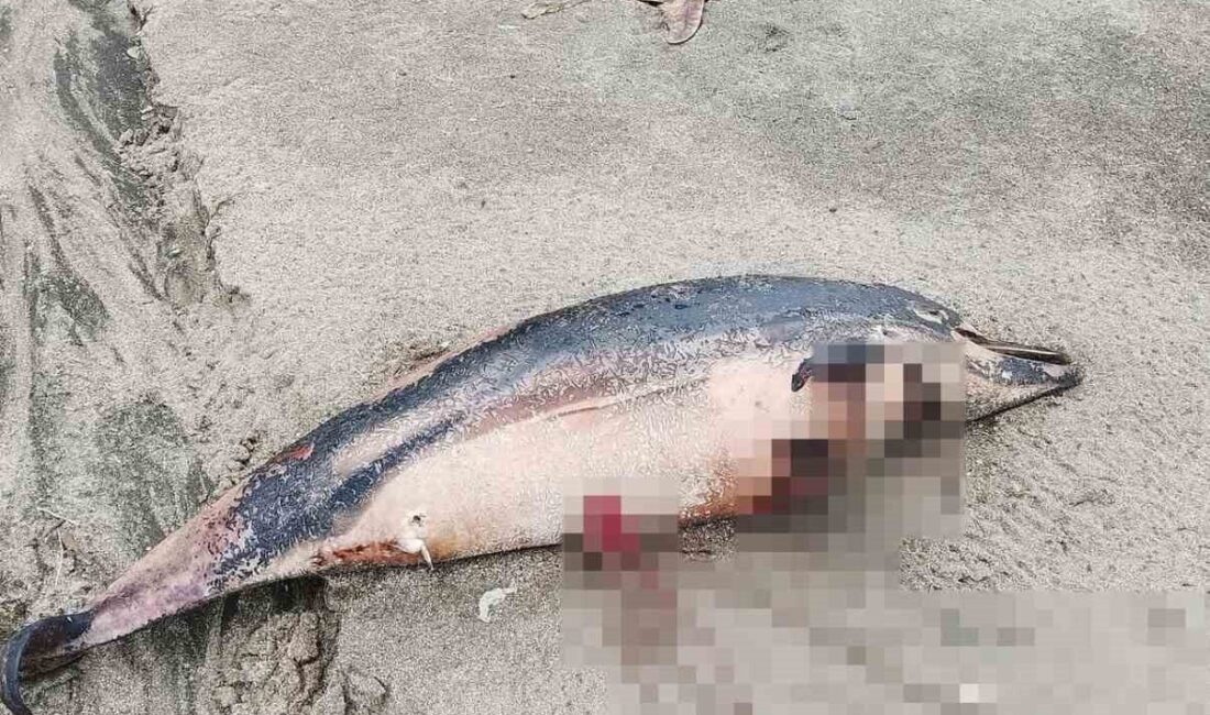 Trabzon’un Arsin ilçesindeki sahilde 3 ölü yunus balığı bulundu. Aynı