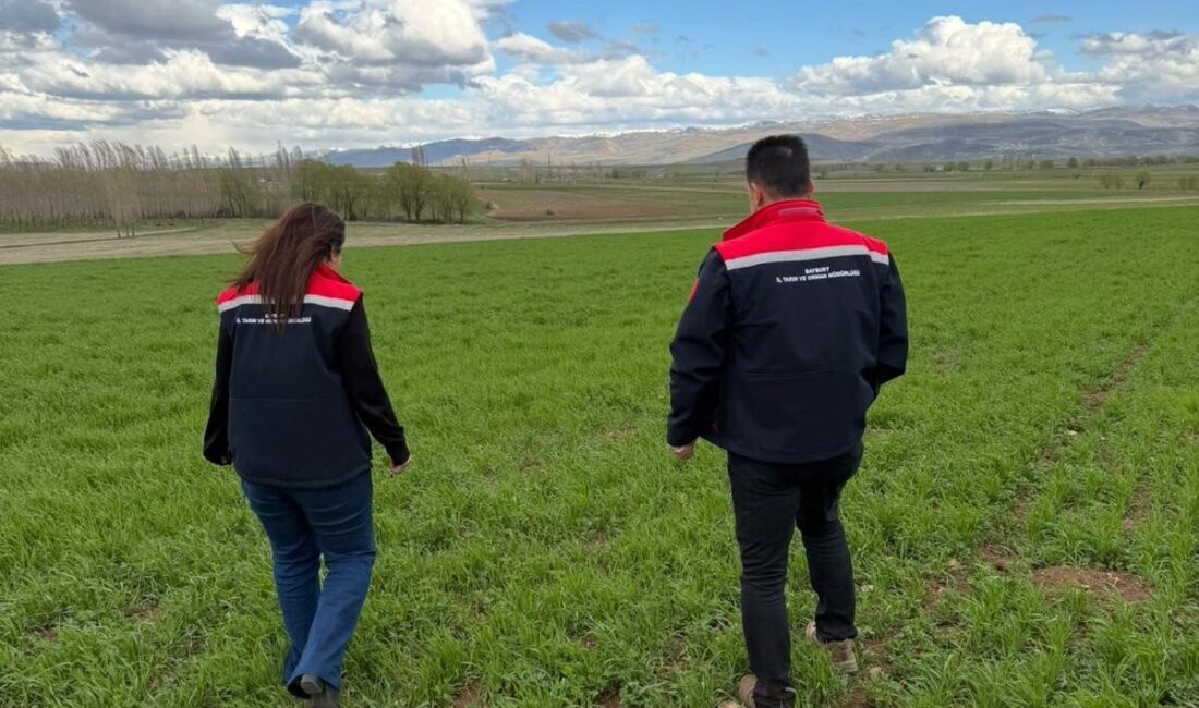 Bayburt’un Aydıntepe ilçesinde hububat ekili alanlarda hastalık ve zararlı organizmalara