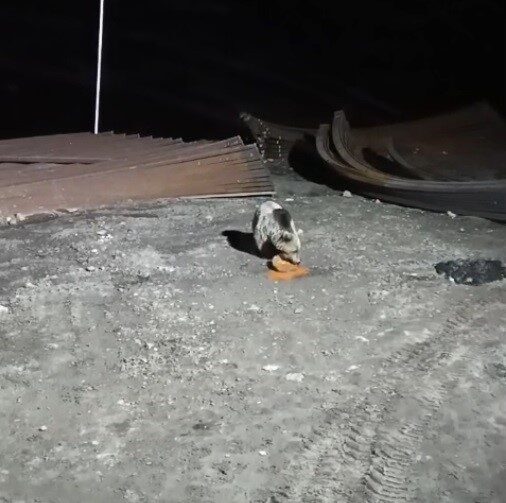 Bayburt’ta şantiye sahasına gece saatlerinde karnını doyurmaya gelen bir ayı,