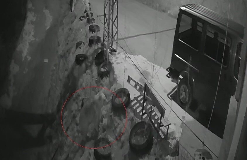 Bayburt merkeze bağlı Üzengili köyünde daha önce kurdun tavşanı kovaladığı