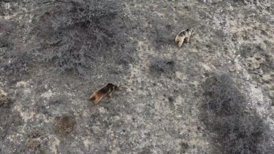 Erzincan’ın Heybeli köyü mezrasında iki ayının koyun sürüsüne saldırması sonucu