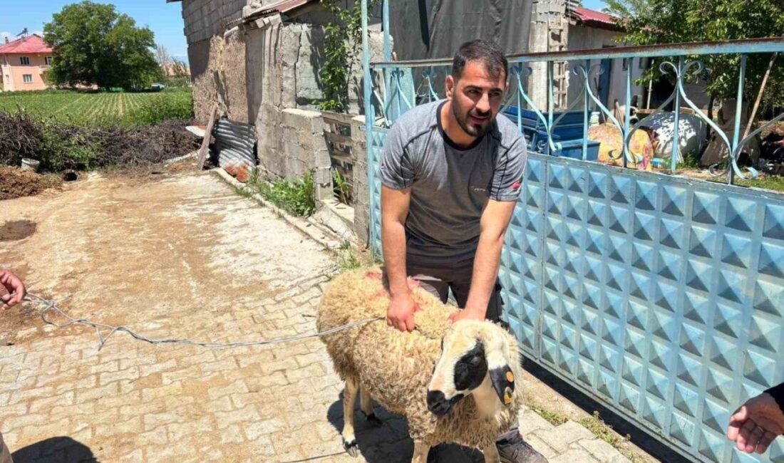 Erzincan’ın Çağlayan beldesinde kaçan kurbanlık koyun, yaklaşık 1 saat süren