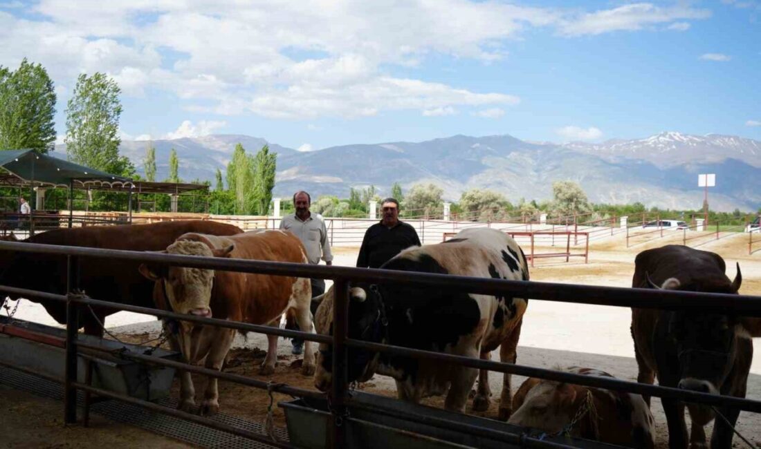 Kurban Bayramı’na sayılı günler kala Erzincan’daki hayvan pazarında satışlar başladı.