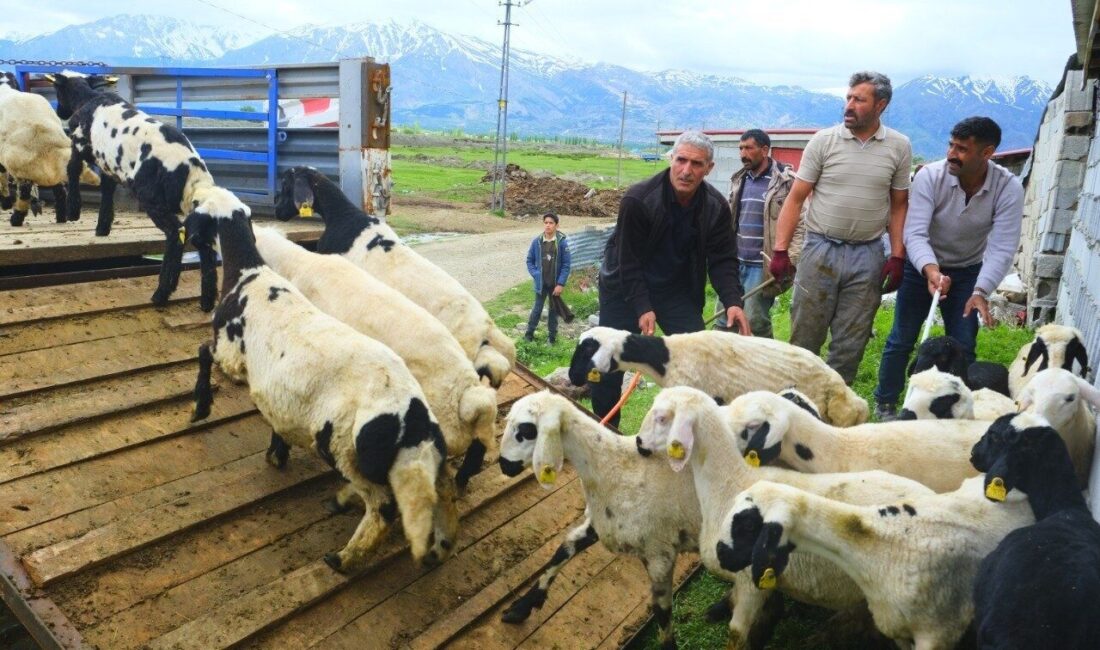Erzincan’da tulum peyniri üreticileri, yaz sezonunda üretim yapmak üzere yüksek