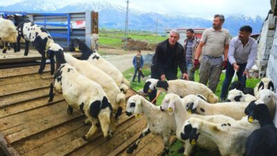 Erzincan’da tulum peyniri üreticileri, yaz sezonunda üretim yapmak üzere yüksek