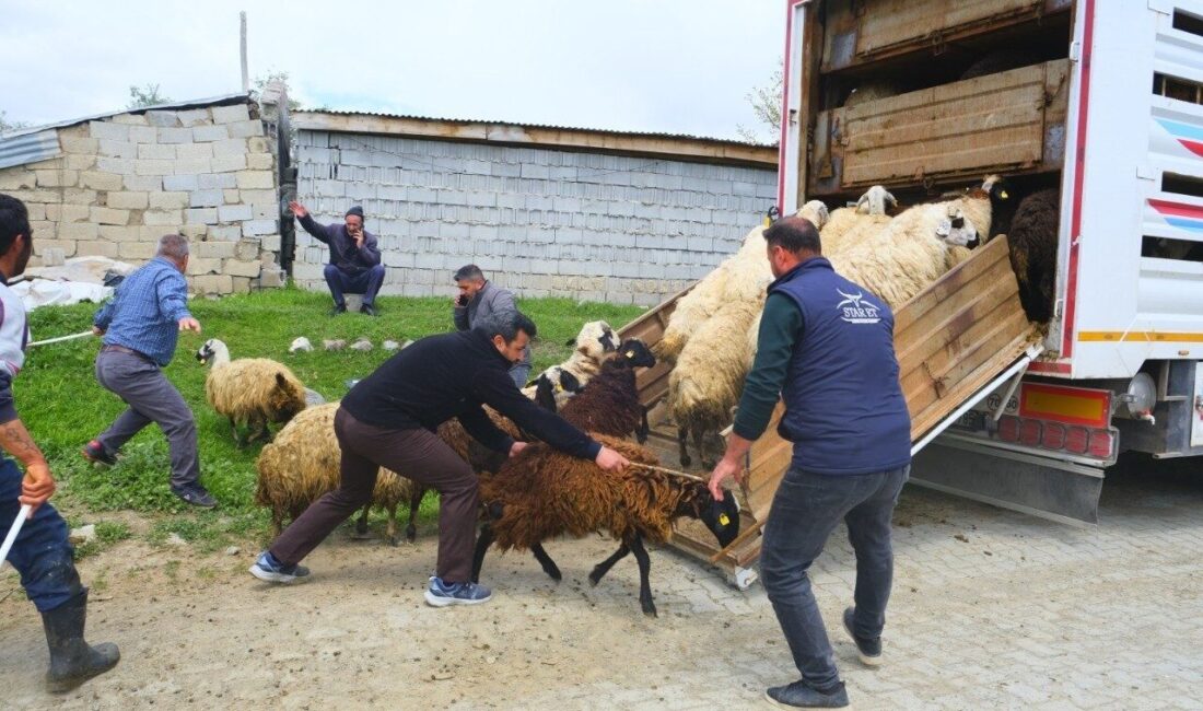 Erzincan’da havaların ısınmasıyla birlikte yayla sezonu açılırken, tulum peyniri üreticileri