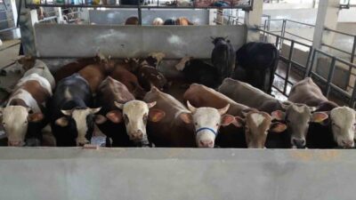 Kurban Bayramı’na 10 gün kala İnegöl Belediyesi Modern Hayvan Pazarında