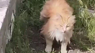 Erzincan’ın Üzümlü ilçesinde bir bağda görüntülenen sıra dışı görünümlü kedi,