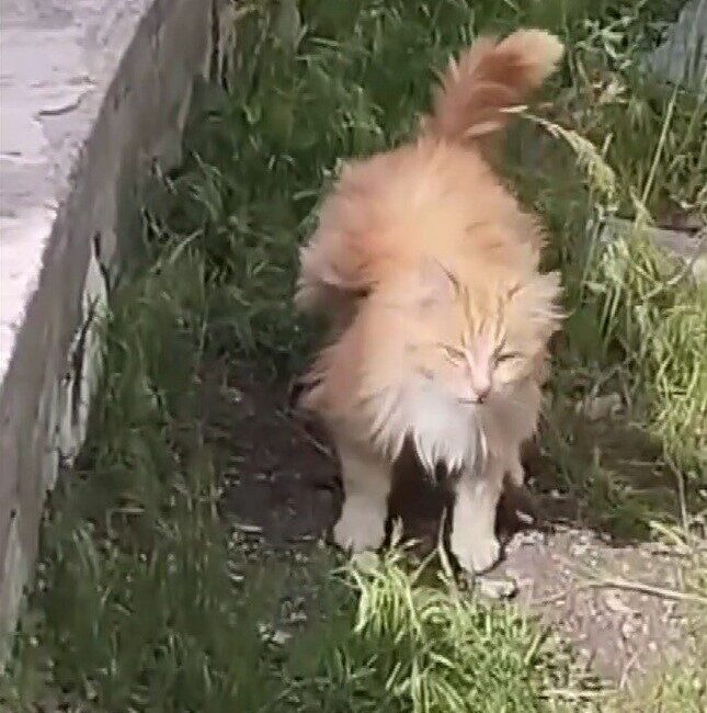 Erzincan’ın Üzümlü ilçesinde bir bağda görüntülenen sıra dışı görünümlü kedi,