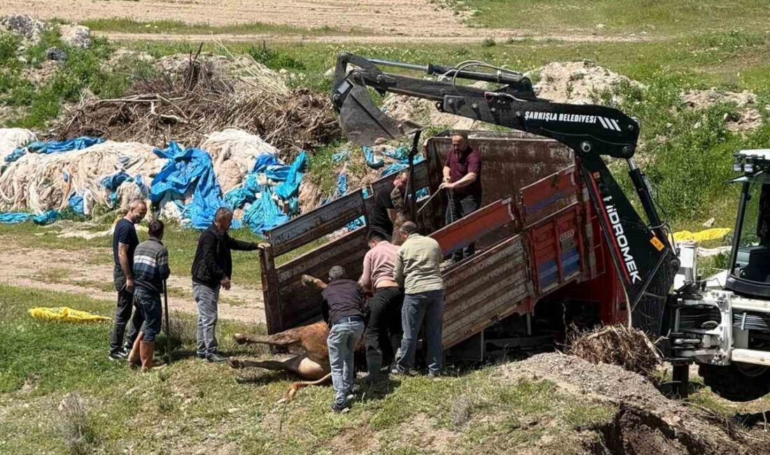 Sivas’ın Divriği ilçesinde kesime 4 gün kala mezbahaneden kaçan kurbanlık