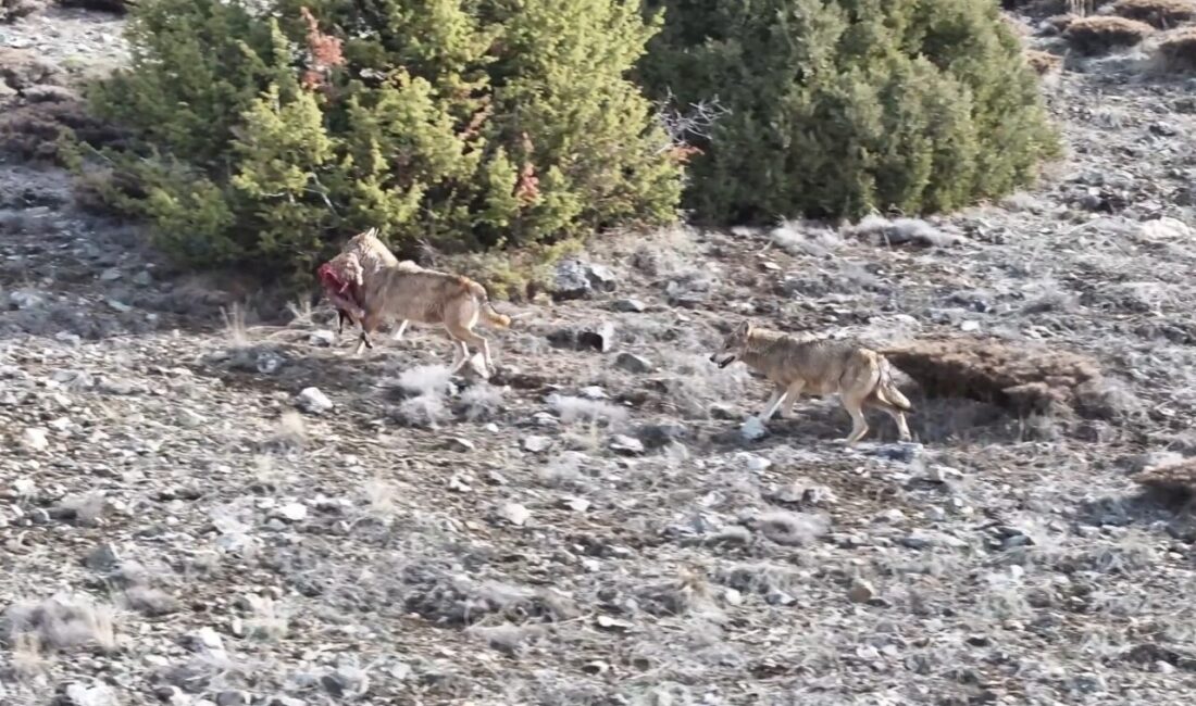 Gümüşhane’de kurt sürüsünün avlarını taşıdığı anlar Doğa Koruma ve Milli