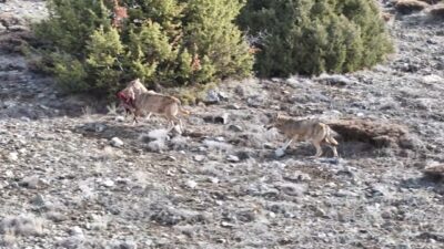 Gümüşhane’de kurt sürüsünün avlarını taşıdığı anlar Doğa Koruma ve Milli