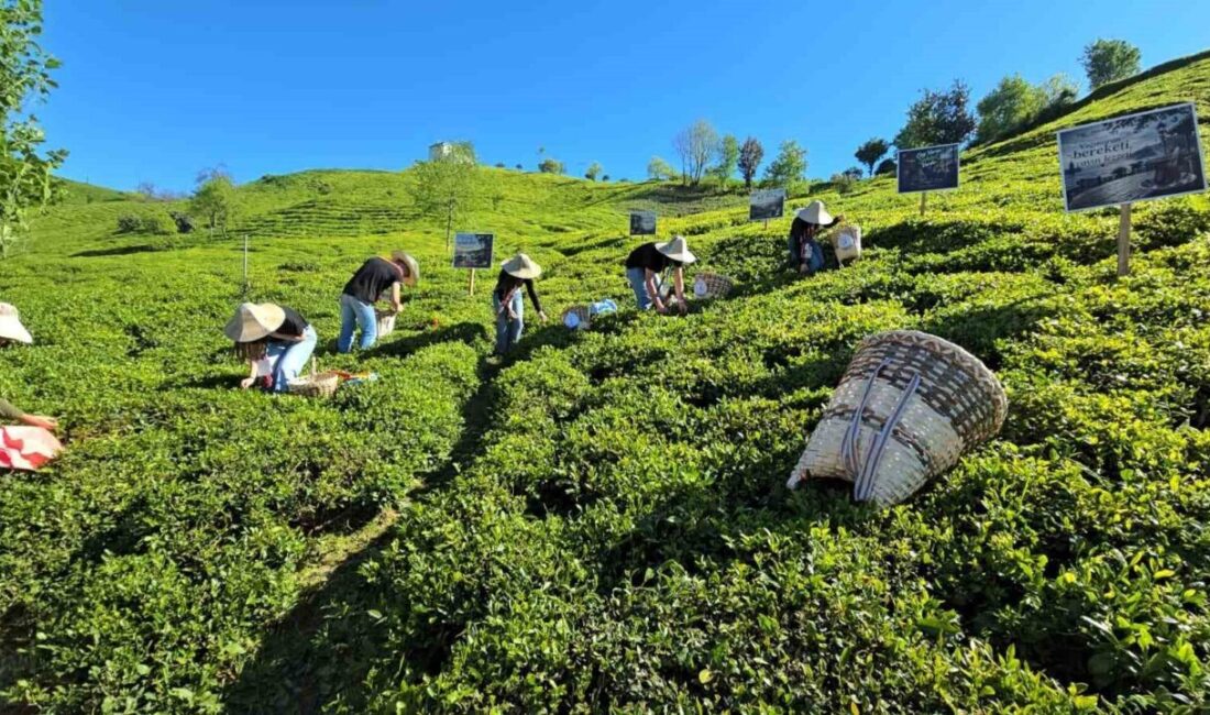 Rize’de yeni çay sezonu, düzenlenen hasat, yarışmalar ve tadım programı