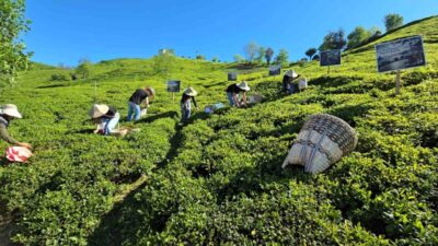 Rize’de yeni çay sezonu, düzenlenen hasat, yarışmalar ve tadım programı