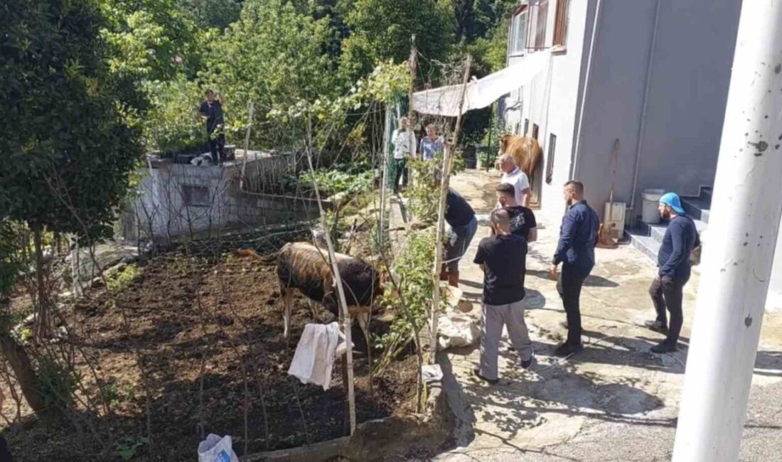 Rize’de ahırdan çıkartıldığı sırada sahiplerinin elinden kurtularak kaçan kurbanlık, belediye