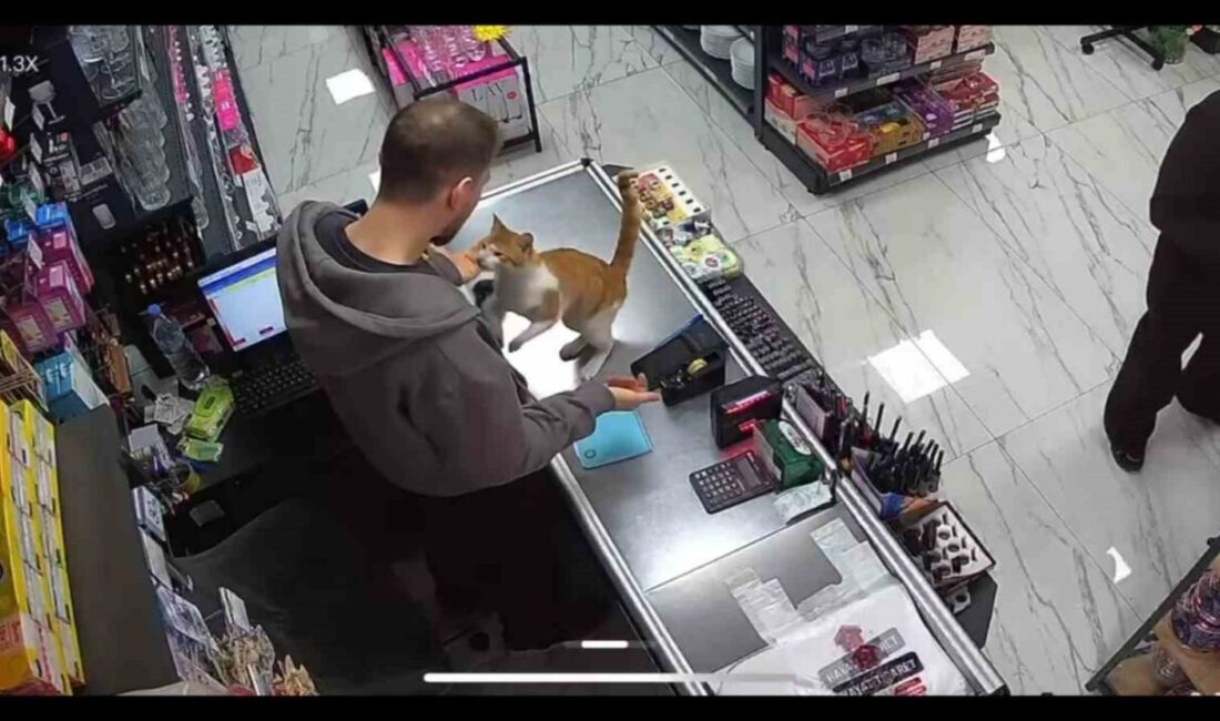Rize’de bir kedi her gün bir züccaciye dükkanına gelerek iş